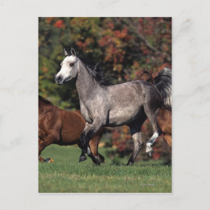 Groep van Arabische paarden Briefkaart
