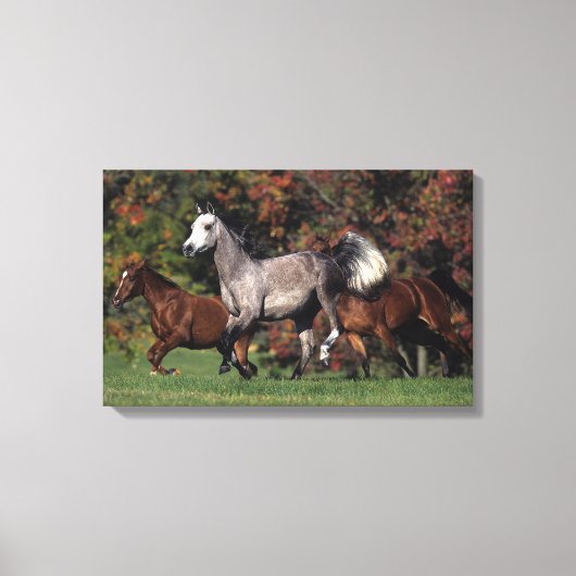 Groep van Arabische paarden Canvas Afdruk (Voorkant)