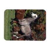 Groep van Arabische paarden Magneet (Horizontaal)