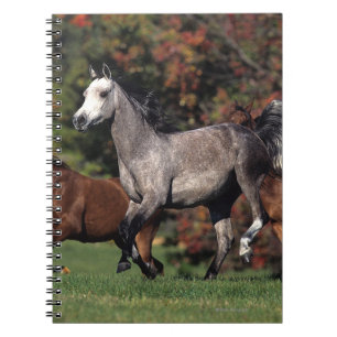 Groep van Arabische paarden Notitieboek