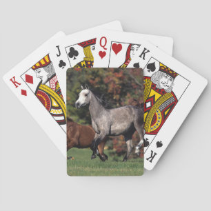 Groep van Arabische paarden Pokerkaarten