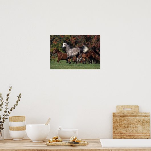 Groep van Arabische paarden Poster (Keuken)