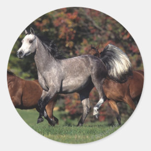 Groep van Arabische paarden Ronde Sticker