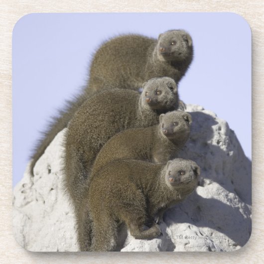 Groep van Dwarf Mongoose op een termietheuvel in Bier Onderzetter (Voorkant)