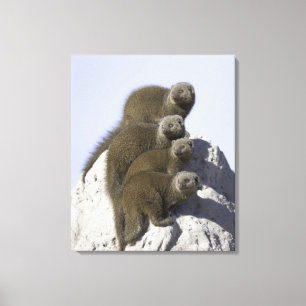 Groep van Dwarf Mongoose op een termietheuvel in Canvas Afdruk
