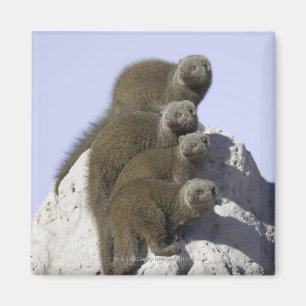 Groep van Dwarf Mongoose op een termietheuvel in Magneet