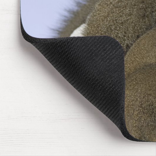 Groep van Dwarf Mongoose op een termietheuvel in Muismat (Hoek)