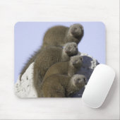 Groep van Dwarf Mongoose op een termietheuvel in Muismat (Met muis)