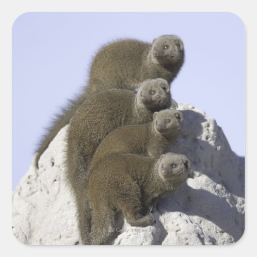 Groep van Dwarf Mongoose op een termietheuvel in Vierkante Sticker (Voorkant)