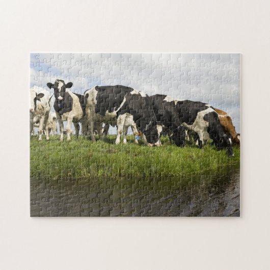 Groep van Friesse koeien Legpuzzel (Horizontaal)