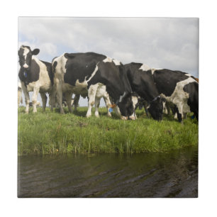 Groep van Friesse koeien Tegeltje