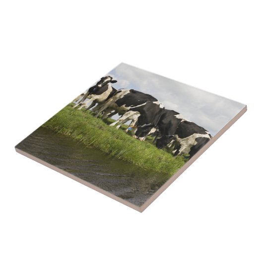 Groep van Friesse koeien Tegeltje (Zijkant)