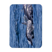 Groep van knelpuntdolfijnen magneet (Verticaal)