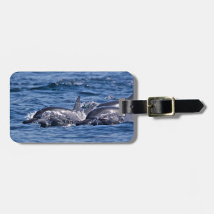 Groep van knelpuntdolfijnen - Oman Bagagelabel
