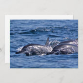 Groep van knelpuntdolfijnen - Oman Kaart (Voorkant / Achterkant)