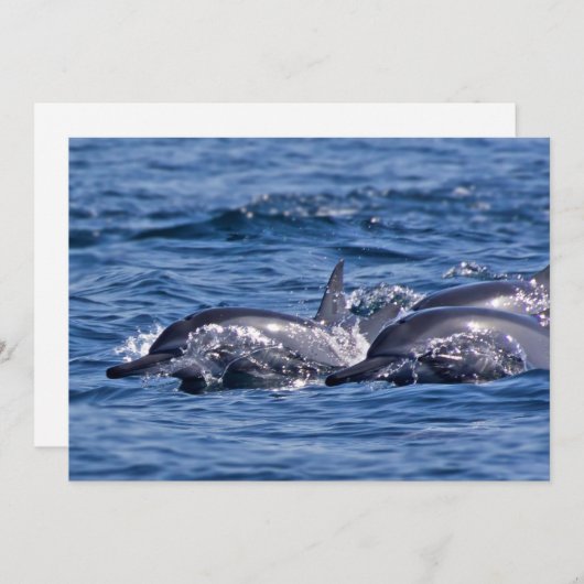 Groep van knelpuntdolfijnen - Oman Kaart (Voorkant / Achterkant)