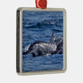 Groep van knelpuntdolfijnen - Oman Metalen Ornament (Rechts)