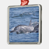 Groep van knelpuntdolfijnen - Oman Metalen Ornament (Links)
