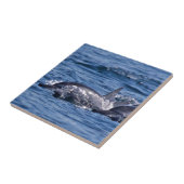 Groep van knelpuntdolfijnen - Oman Tegeltje (Zijkant)