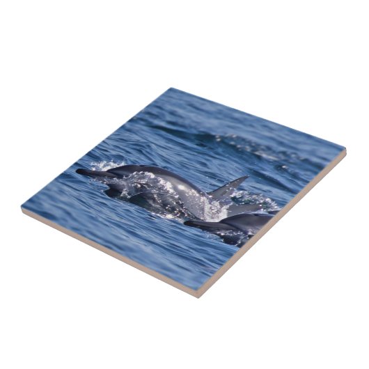 Groep van knelpuntdolfijnen - Oman Tegeltje (Zijkant)