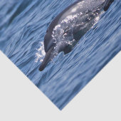 Groep van knelpuntdolfijnen - Oman Tissuepapier (Detail)