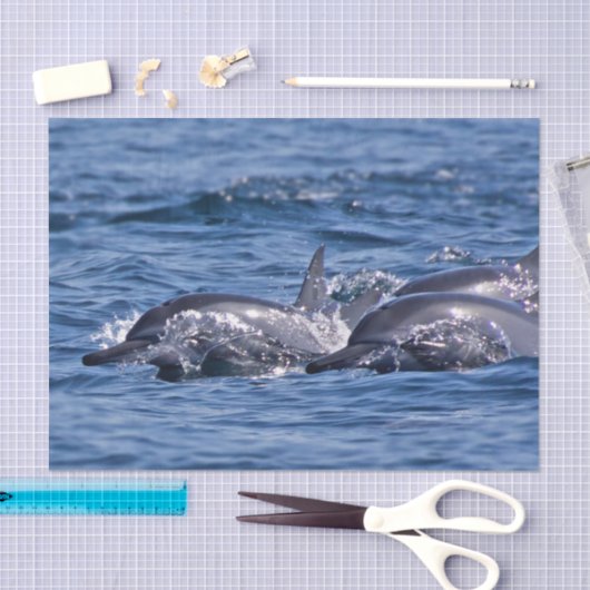 Groep van knelpuntdolfijnen - Oman Tissuepapier (Craft)