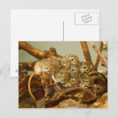 Groep van Mongoolse Gerbils Meriones Unguiculatus Briefkaart (Voorkant / Achterkant)