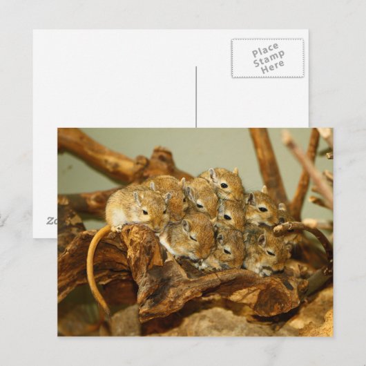 Groep van Mongoolse Gerbils Meriones Unguiculatus Briefkaart (Voorkant / Achterkant)