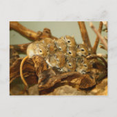 Groep van Mongoolse Gerbils Meriones Unguiculatus Briefkaart (Voorkant)