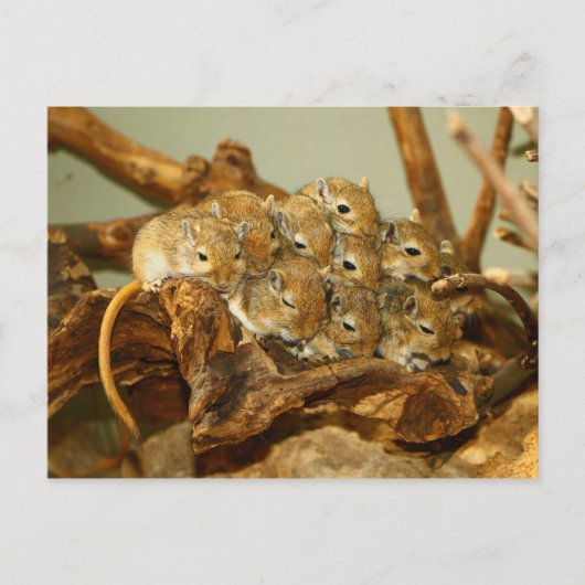 Groep van Mongoolse Gerbils Meriones Unguiculatus Briefkaart (Voorkant)