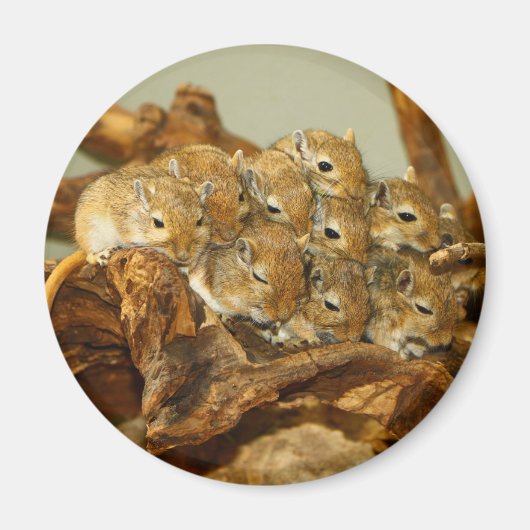 Groep van Mongoolse Gerbils Meriones Unguiculatus Magneet (Voorkant)