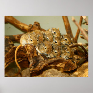 Groep van Mongoolse Gerbils Meriones Unguiculatus Poster