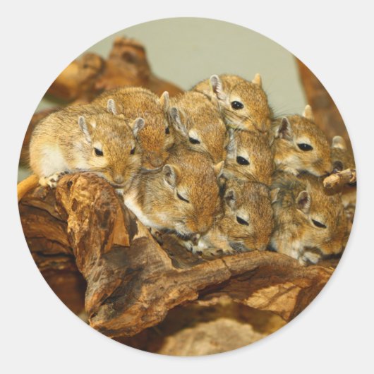 Groep van Mongoolse Gerbils Meriones Unguiculatus Ronde Sticker (Voorkant)