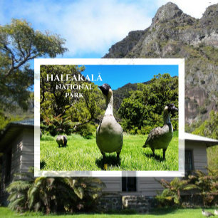 Groep van Nēnè, Haleakalā National Park, Maui, HI Briefkaart