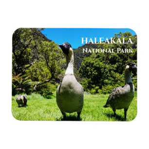 Groep van Nēnè, Haleakalā National Park, Maui, HI Magneet