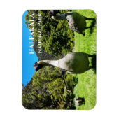 Groep van Nēnè, Haleakalā National Park, Maui, HI Magneet (Verticaal)