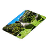 Groep van Nēnè, Haleakalā National Park, Maui, HI Magneet (Linkerzijde)