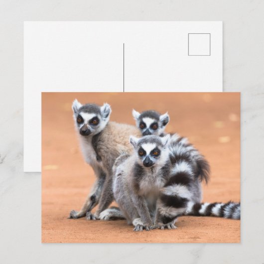 Groep van ringvormige mazen briefkaart (Voorkant / Achterkant)