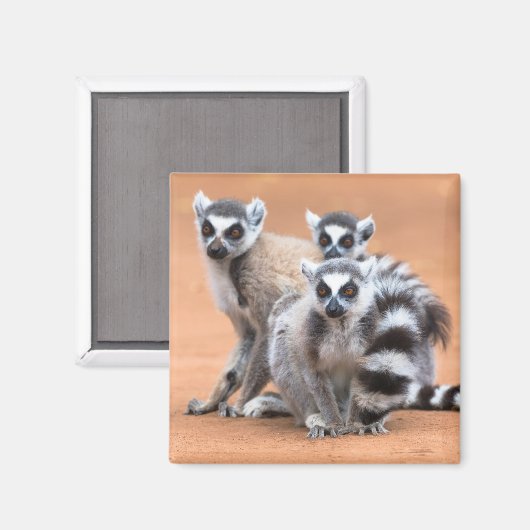 Groep van ringvormige mazen magneet (Voorkant / Achterkant)