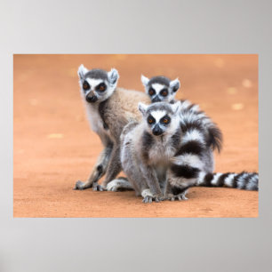 Groep van ringvormige mazen poster