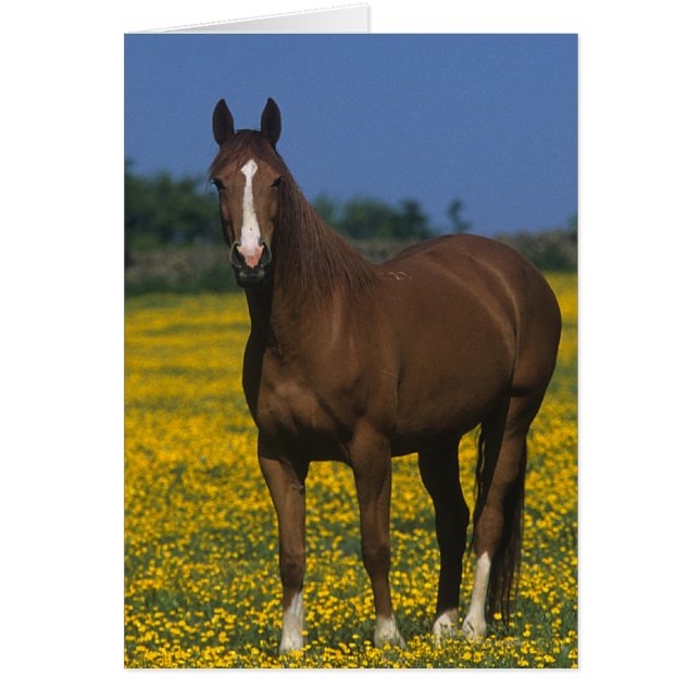 Groep van Thoroughbred Horses (Voorkant)