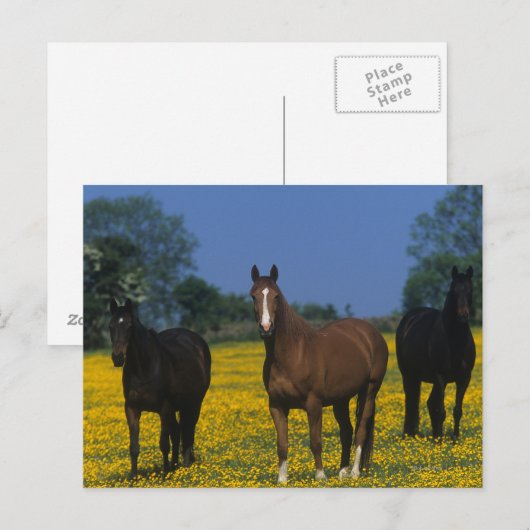 Groep van Thoroughbred Horses Briefkaart (Voorkant / Achterkant)