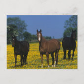 Groep van Thoroughbred Horses Briefkaart (Voorkant)