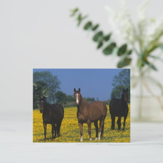 Groep van Thoroughbred Horses Briefkaart (Staand voorkant)