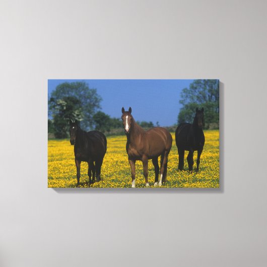 Groep van Thoroughbred Horses Canvas Afdruk (Voorkant)