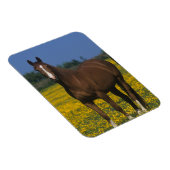 Groep van Thoroughbred Horses Magneet (Rechterzijde)