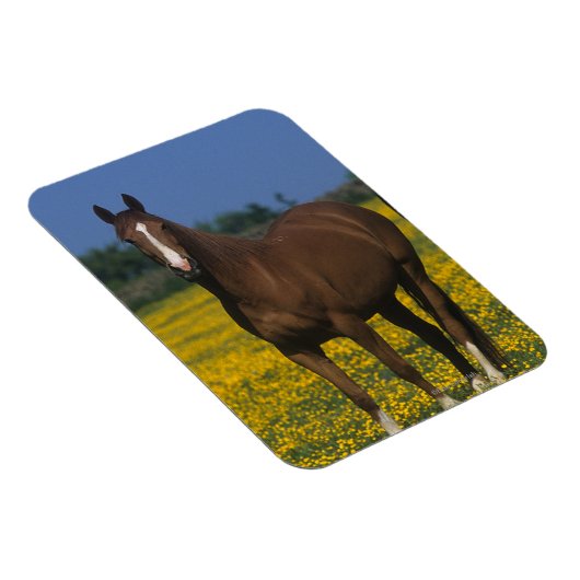 Groep van Thoroughbred Horses Magneet (Rechterzijde)