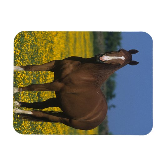 Groep van Thoroughbred Horses Magneet (Horizontaal)