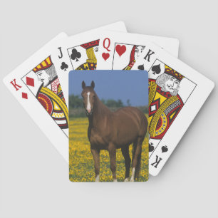 Groep van Thoroughbred Horses Pokerkaarten