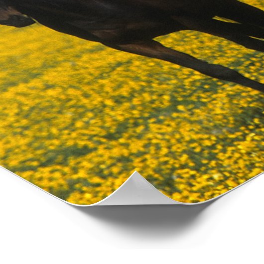 Groep van Thoroughbred Horses Poster (Hoek)